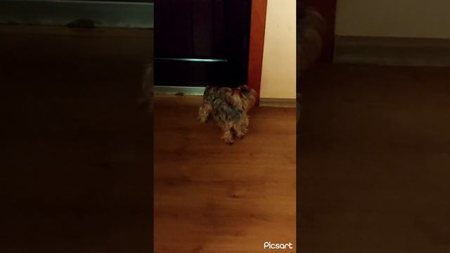 Собачка встречает хозяюшку после долгой разлуки смотреть онлайн