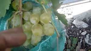 Сорт винограда Ванюша