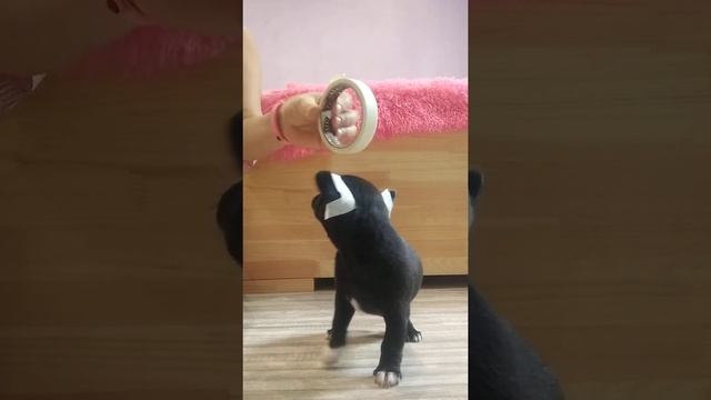Как,чем и когда подклеить ушки щенку чихуахуа Симферополь смотреть онлайн