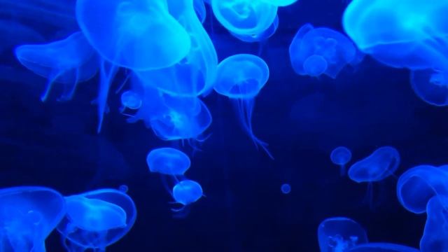 Relax instrumental music // Jellyfish // Инструментальная релакс музыка смотреть онлайн