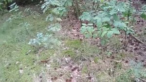 Поездка на мотоблоке с адаптером