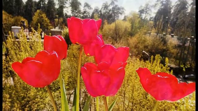 Весна - это время нежности, радости и любви смотреть онлайн