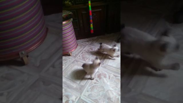 Kittens Mekongs bobteil play with rope. смотреть онлайн