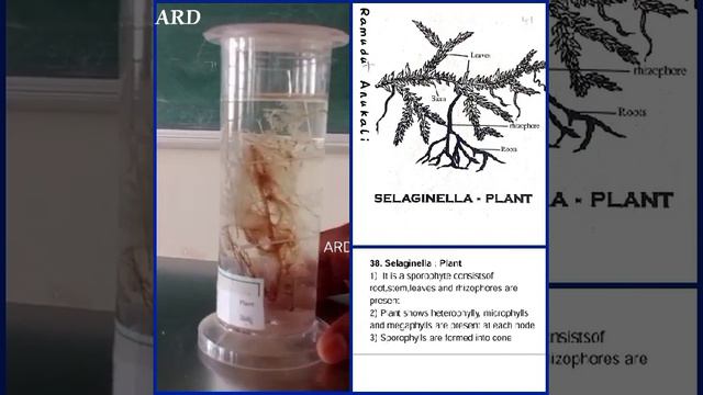 #Selaginella : Plant смотреть онлайн