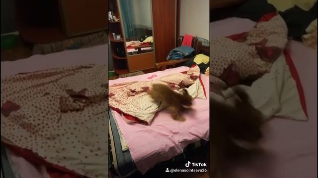 Английский кокер спаниель Айрон смотреть онлайн