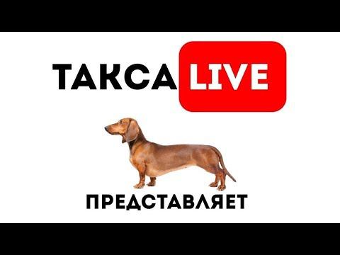 Питомник Я Такса смотреть онлайн