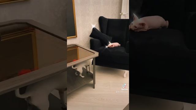 Животное нутро ?? #SuperGerman Fanny Videos смотреть онлайн