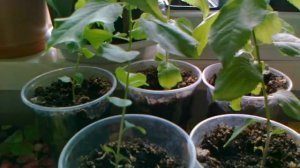 Абрикос. Выращивание саженцев из косточки 2023 год.