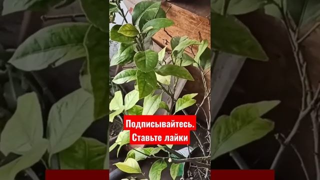 Как подготовить лимоны до весны. Рассказываю пошагово #сад #лайфхаки #лимоны смотреть онлайн