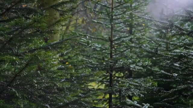 Лесной шум дождя для мгновенного и крепкого сна