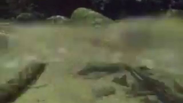 Жерлянка дальневосточная.mp4 смотреть онлайн