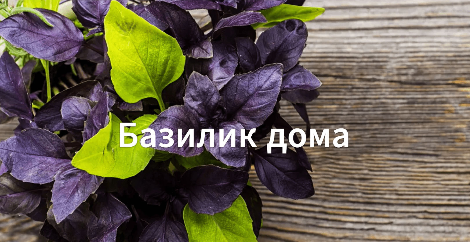 Как сажать базилик дома