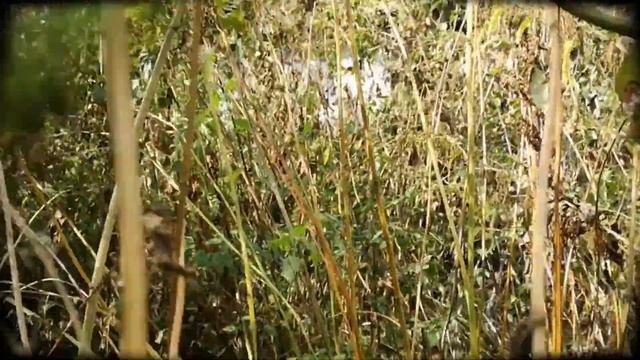 Заброшенные 6. Мёртвое место Заброшенные дома Курска. Заброшенные места Курска. Заброшенная деревня смотреть онлайн