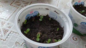 Эхинацея пурпурная, выращивание из семян. От посева до пикирования.