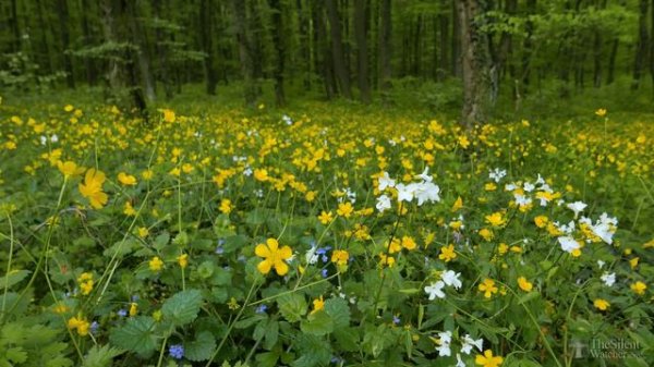 Весенний лес - Пение черного дрозда - Щебетание птиц . Звуки Природы. Живая Природа. Пение Птиц.