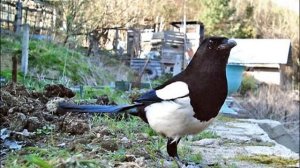 Птицы  - Развивающая презентация для детей. Карточки Домана.