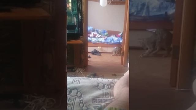 Когда хотел собаку, а завёл кошку смотреть онлайн