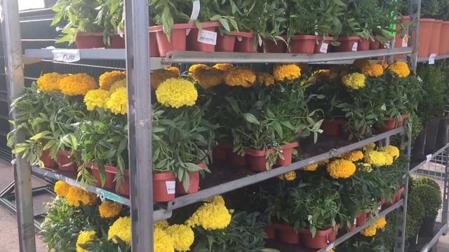 Поездка в Леруа Мерлен| Посадка смородины и крыжовника