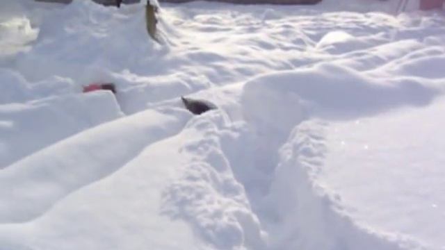 Miniature Dachshunds in Snow Storm смотреть онлайн