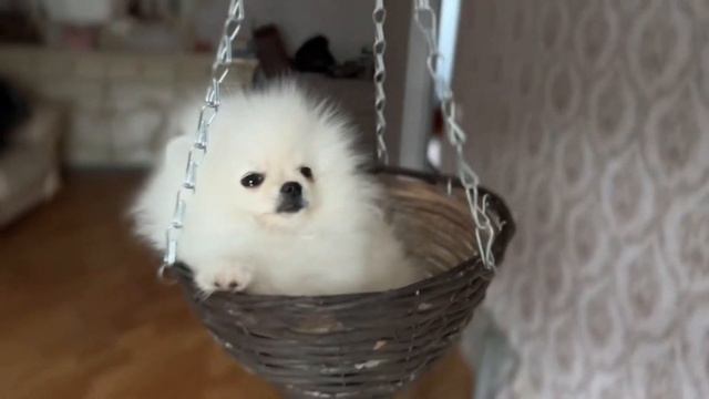 Белый шпиц мини - супер маленький и требовательный ко вниманию малыш ищет своих мамочку и папочку!) смотреть онлайн