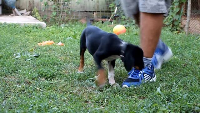 Обучение собаки командам: сидеть и лежать, при помощи кликера смотреть онлайн