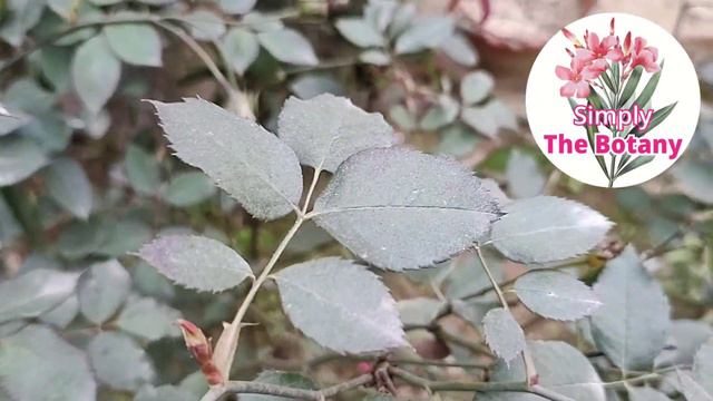 Uses, benefits and properties of Rose. by Simply The Botany смотреть онлайн