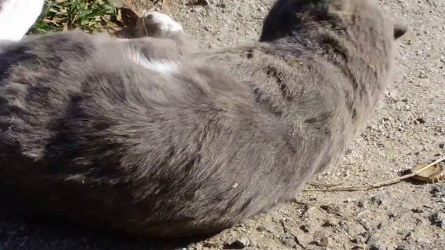 кошачий кайф смотреть онлайн