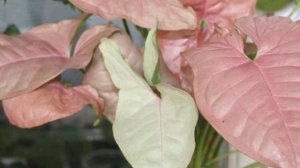 Сингониум – секреты и особенности выращивания.