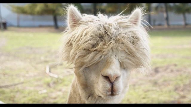 Животный мир