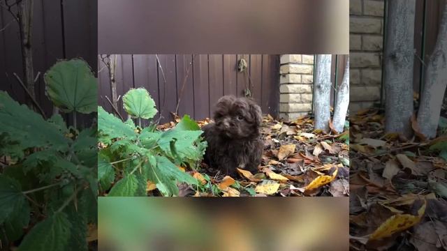 Авеста Вива Зозуля. Щенок русской цветной болонки. Возраст 2,5 месяца. смотреть онлайн