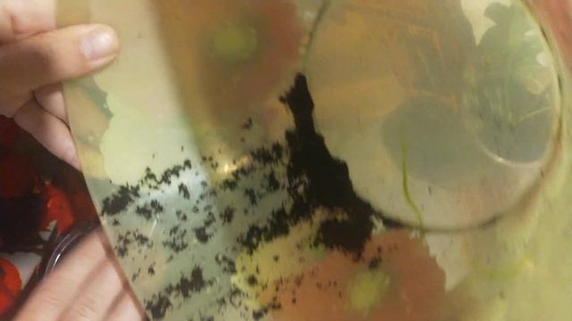 Пеларгония Плющелистная. Rollers Pioneer. Крокодил. посадка. смотреть онлайн