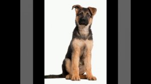 Правильное кормление щенков немецкой овчарки