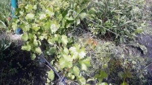 Обработка винограда по 3-5 листу