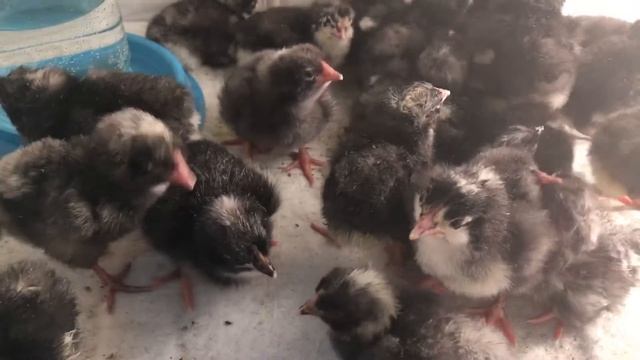 Инкубация Чешский Доминант 959 и 104 смотреть онлайн