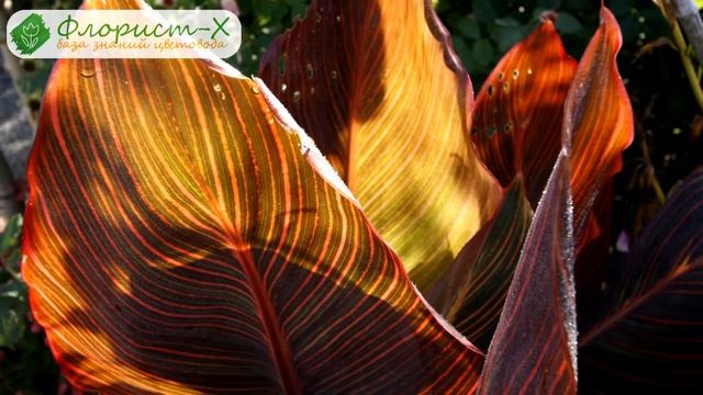 Спортивные Упражнения и Тренировки