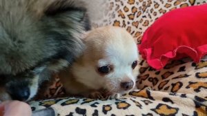 Эпилепсия у собак, что делать при приступах - часть 5