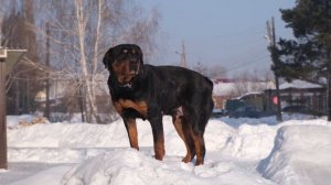 Что случилось с Мираной?!