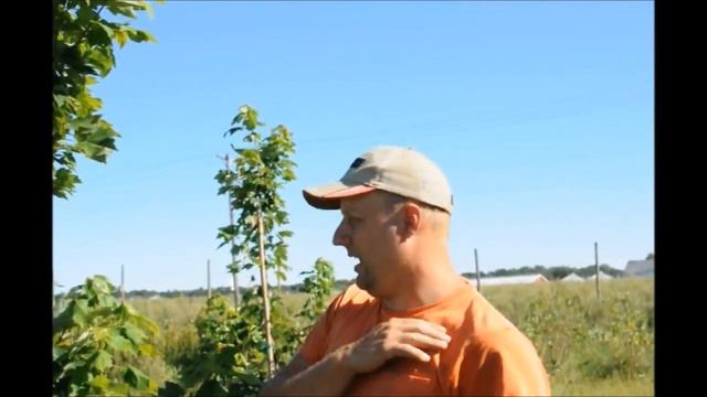 Tree Growing Tips === Red Maple Trees October Glory® Red Maple at HH Farm смотреть онлайн