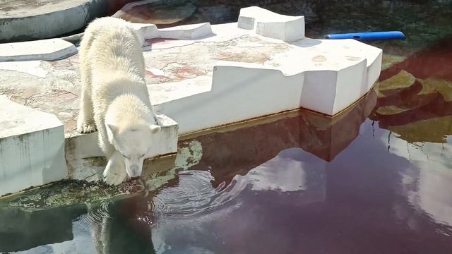 •🐻❤️Медведица Айка/Московский зоопарк📷 Марина Замятина🌞 смотреть онлайн