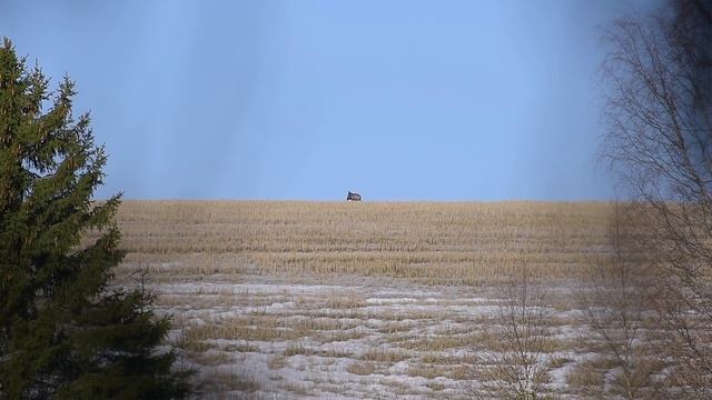 Nikon AF-S 200-500/5,6E ED VR - Bäst I Sin Klass?