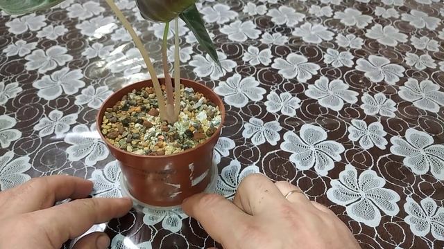 Мои алоказии март 14.03.23 #комнатныецветы #город61 #алоказия #жаклин #азлани #регалшилдс смотреть онлайн