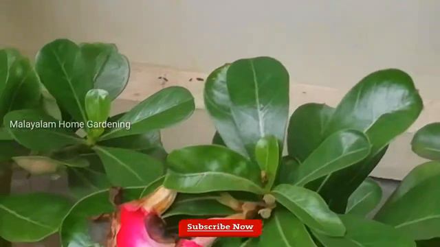 Adeniyum വളർത്തി എങ്ങനെ നല്ല വരുമാനം ഉണ്ടാക്കാം|Malayalam Home Gardening смотреть онлайн
