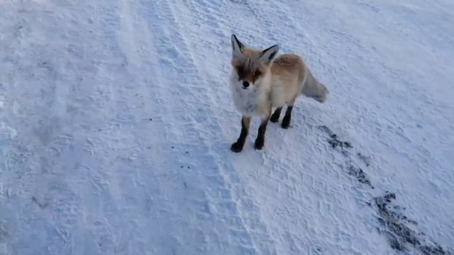 дико ручная лиса смотреть онлайн