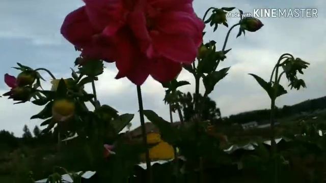 Tour Por El Jardín De Mi Tía Pendiente De Reina Y El Geranio Pensamiento Más Grande / Decojardinamy
