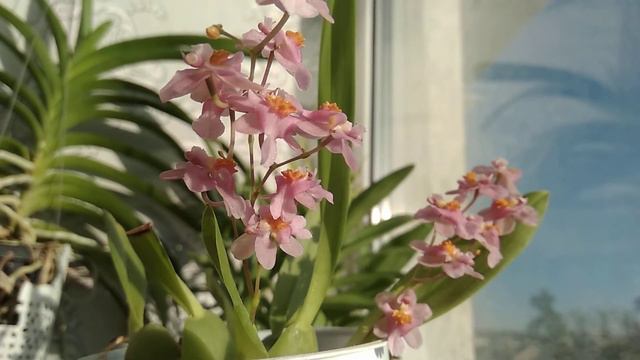 Oncidium Tsiku Marguerite 'Chian-Tzy Dragon #1' @Tetiana_Irpin смотреть онлайн