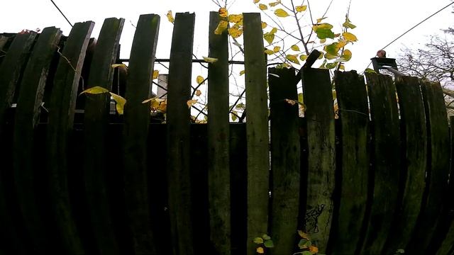 Фэтбайк и гревел на собачьей тяге. Байкджоринг с хаски по скалам. Даунхильные страдания. смотреть онлайн