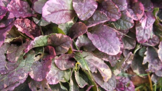 Почвопокровные растения: лучшие в моем саду смотреть онлайн