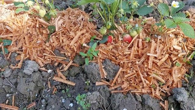 Лезгинский хингал с диким луком?? смотреть онлайн