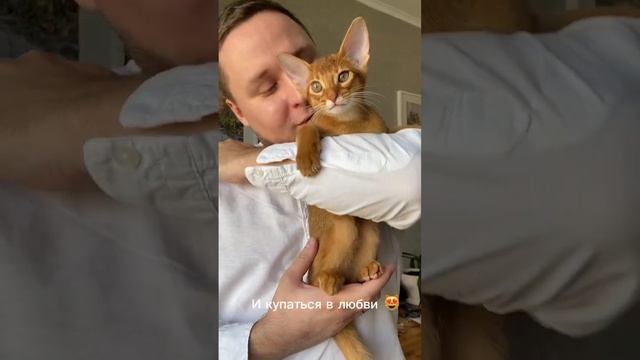 Наш маленький нежный котенок Морфеус, на продажу #shorts смотреть онлайн