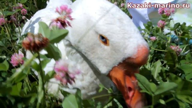 Гуси Линда (Линдовские) на Казачьем подворье в Марьино смотреть онлайн